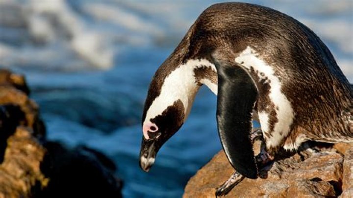 Are Penguins Endangered? Understanding the Threats and Conservation Efforts