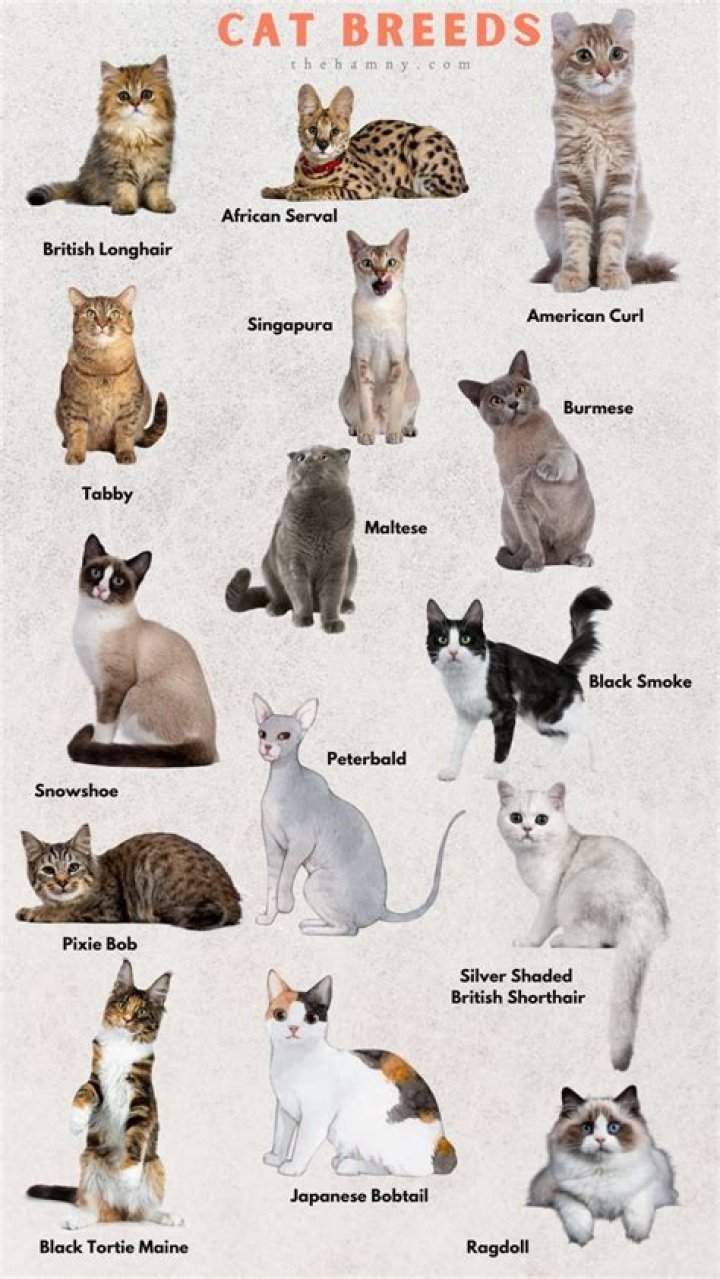 Bambino Cat: The Unique Feline Breed You Need to Know About