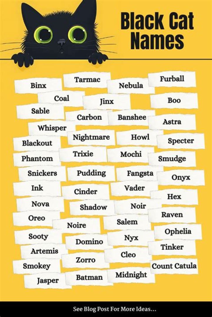 Choosing the Perfect Black Cat Names: An Ultimate Guide