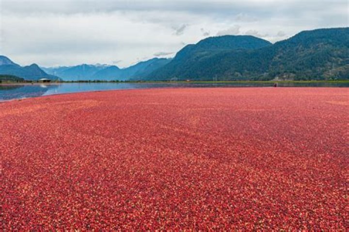 Cranberry Bog Spiders: An In-Depth Look at Their Habitat, Behavior, and Importance
