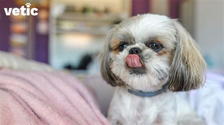 Do Shih Tzu Shed? Understanding Shedding Patterns in Shih Tzu Dogs