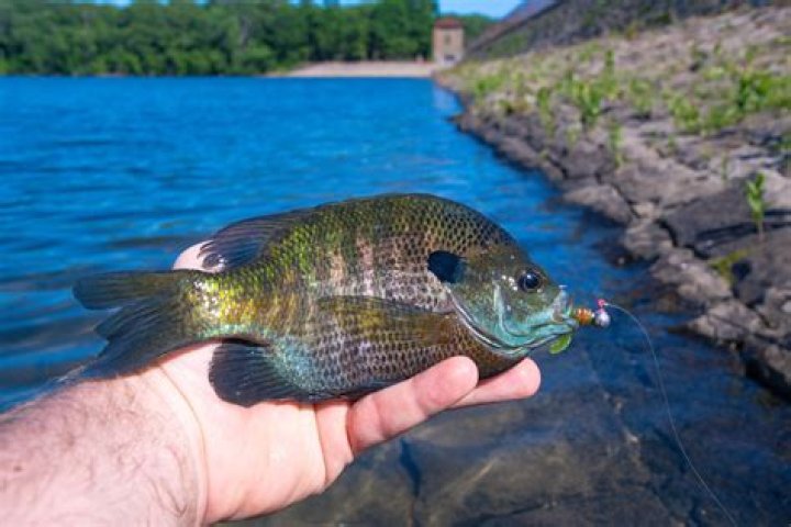 Learn the Secrets of Fishing with Josh Harris, the Master Angler