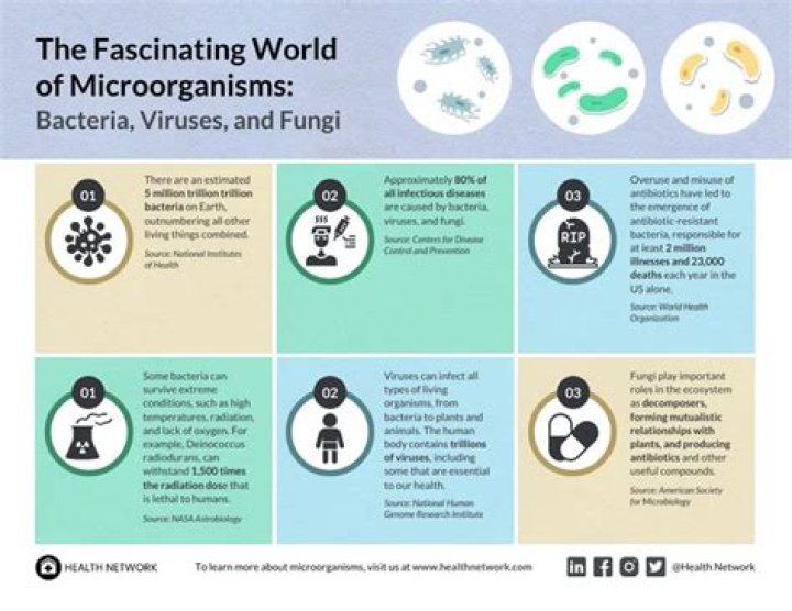 The Fascinating World of Bombaclat: Understanding Its Origins and Uses