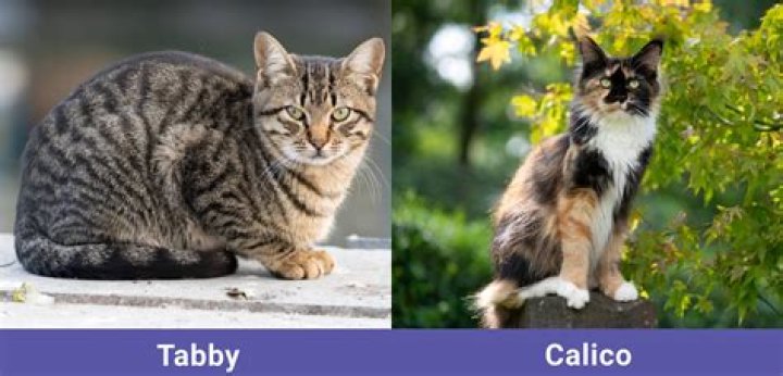 Understanding Calico Cats: What is a Calico?