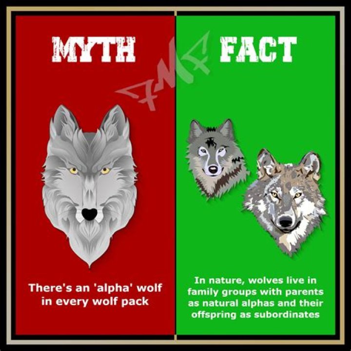 Understanding the Alpha Wolf Meme: Origins, Popularity, and Cultural Impact