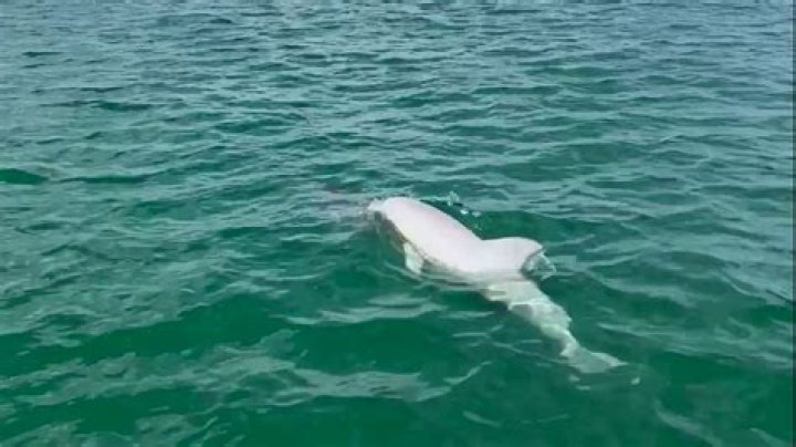 Understanding the White Dolphin: A Deep Dive into Its Life and Habitat